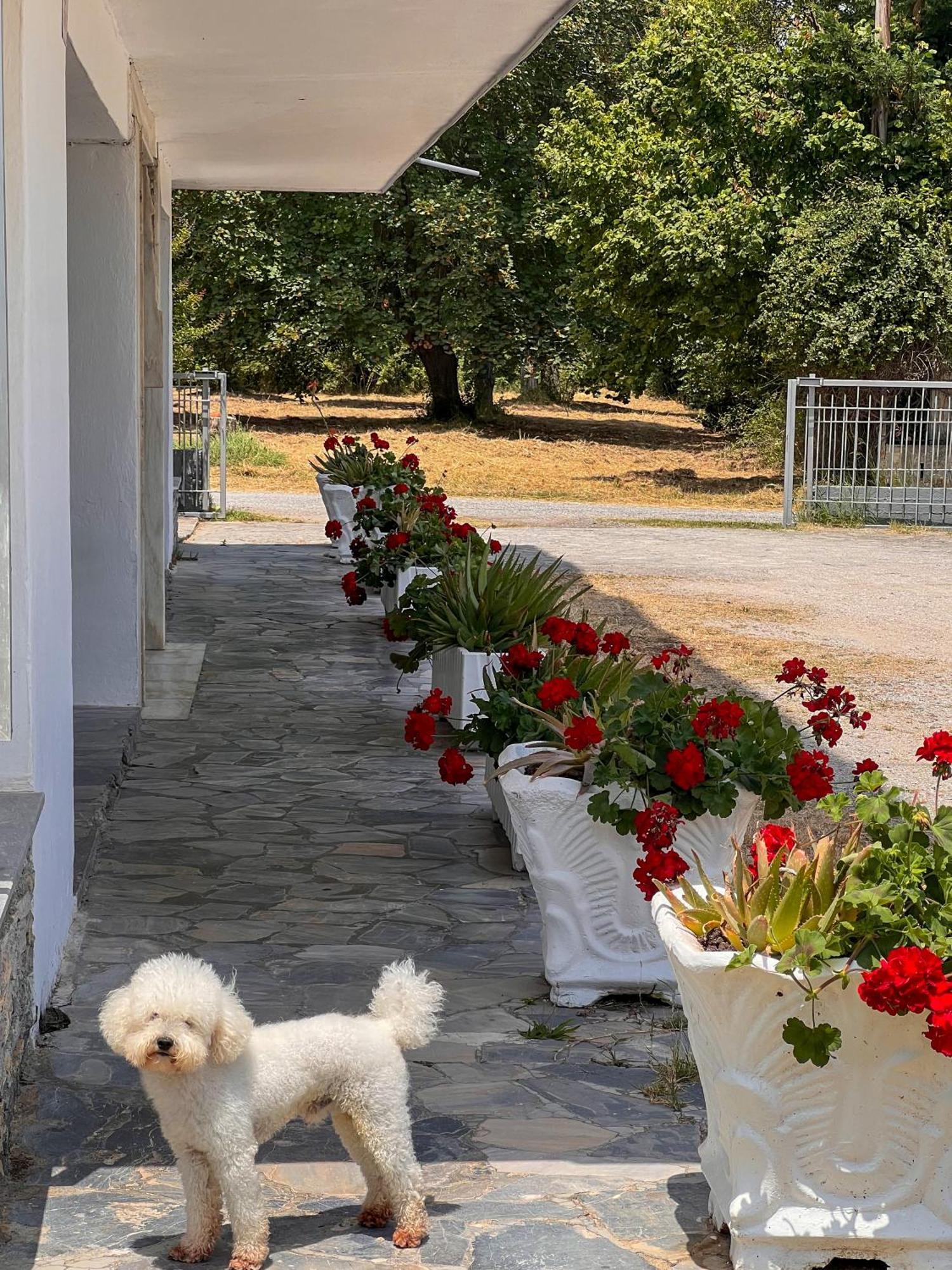 Prado Apartment Hotel Limín Litochórou Zewnętrze zdjęcie